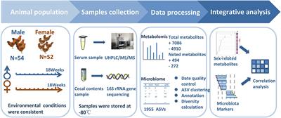 Integrating microbial 16S rRNA sequencing and non-targeted metabolomics to reveal sexual dimorphism of the chicken cecal microbiome and serum metabolome
